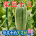 羊角蜜甜瓜，蜜源十八，博洋七二甜瓜，支持电一件代发，代收