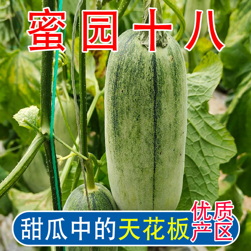 羊角蜜甜瓜，蜜源十八，博洋七二甜瓜，支持电一件代发，代收
