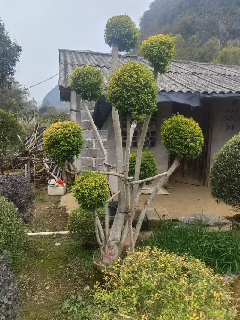造型亮晶树
