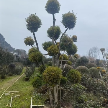 造型亮晶树