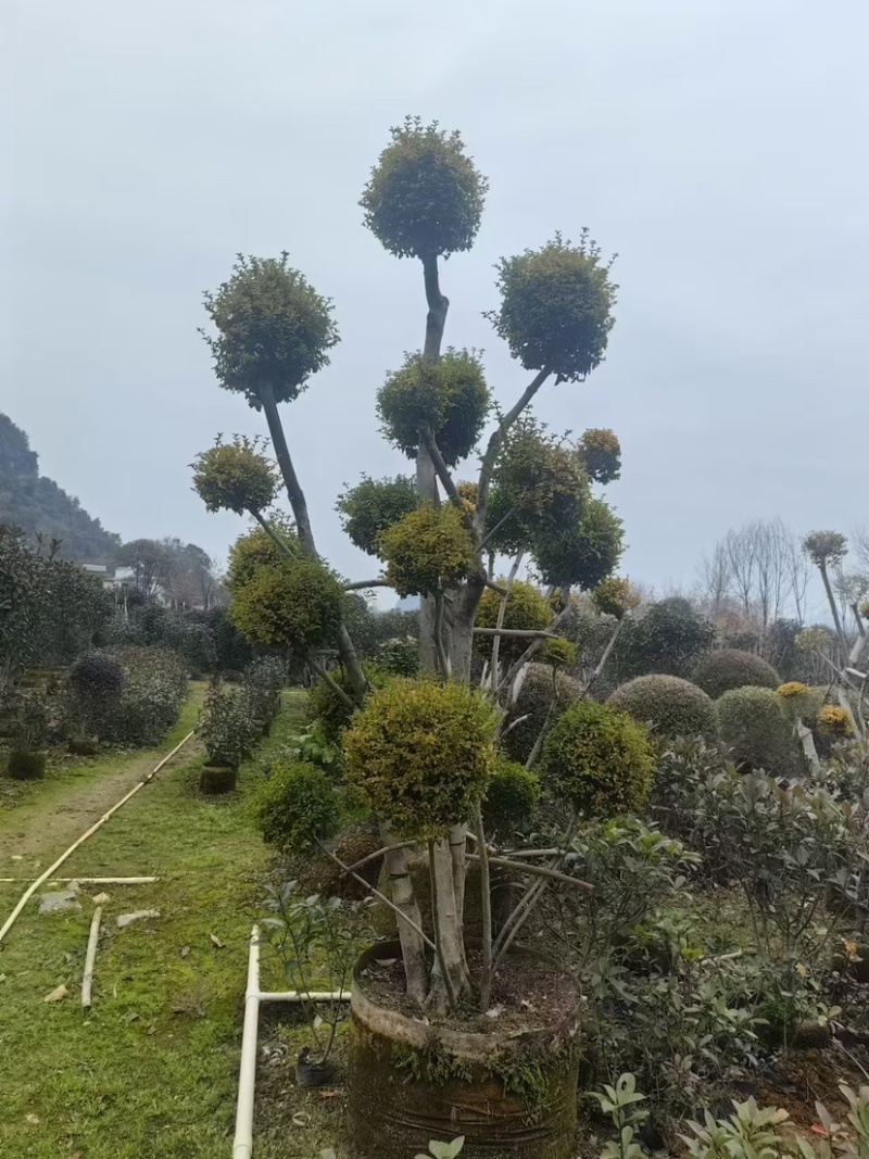 造型亮晶树