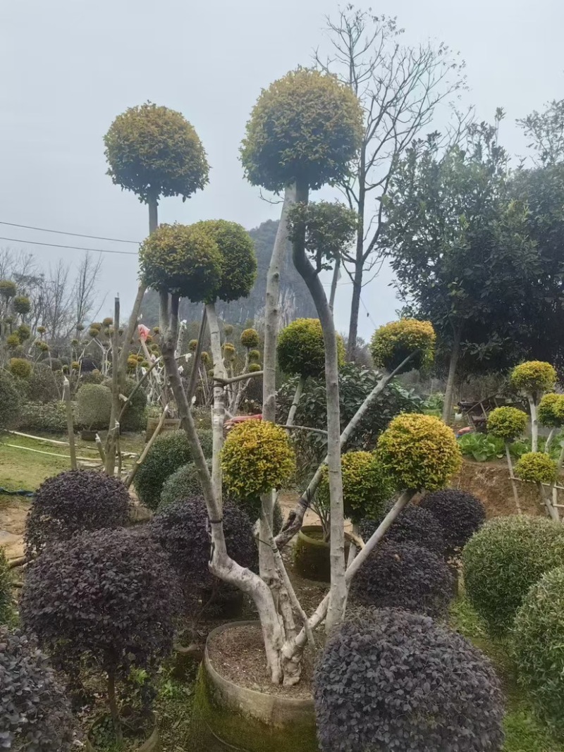 造型亮晶树