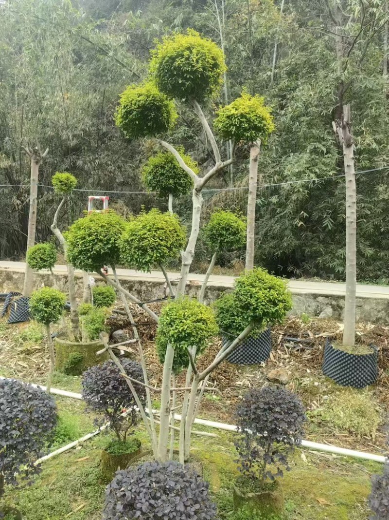 造型亮晶树
