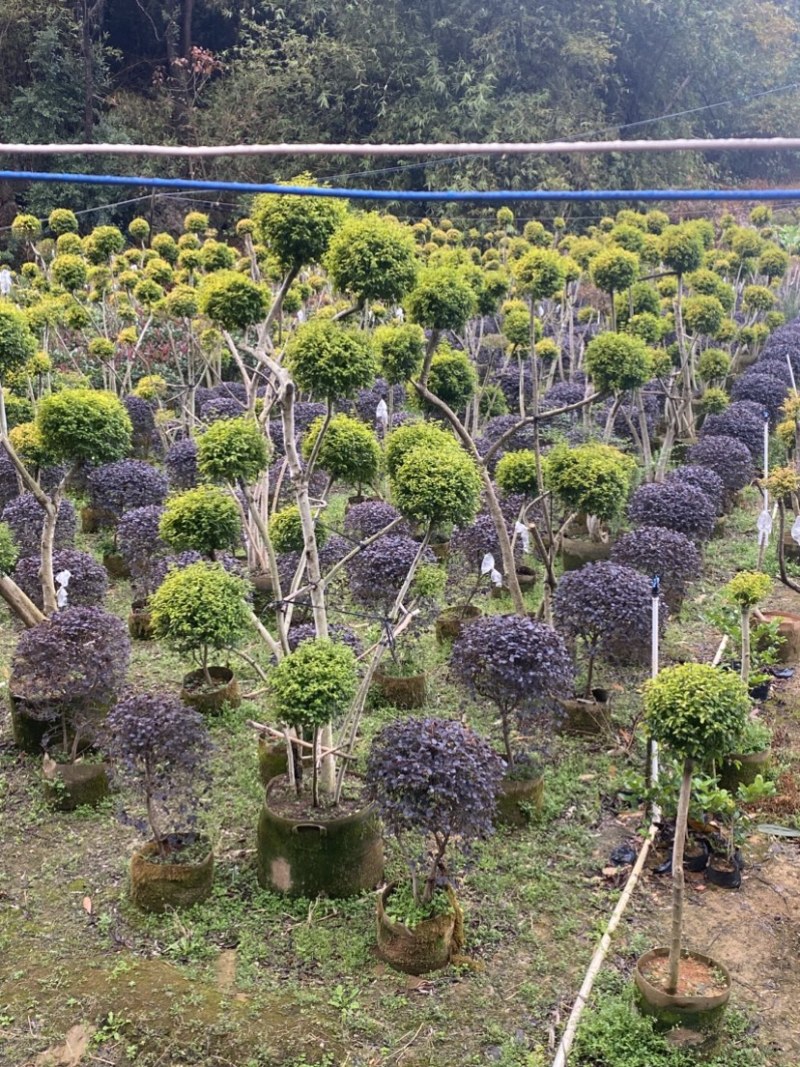 造型亮晶树