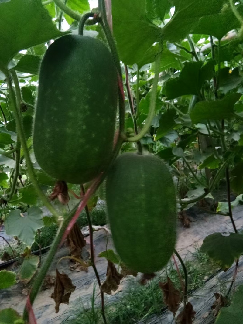 冬瓜大量现货要联系