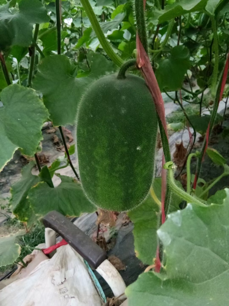 冬瓜大量现货要联系