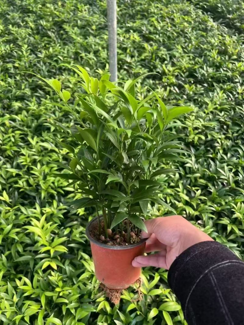 山东竹柏苗大量现货供应，规格齐全，可视频看货，货发全国