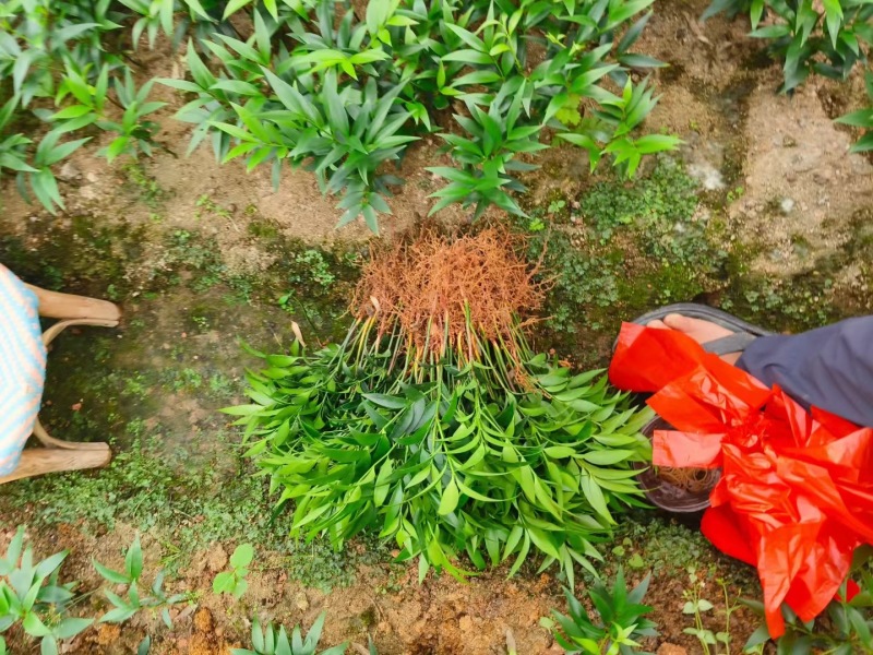 山东竹柏苗大量现货供应，规格齐全，可视频看货，货发全国