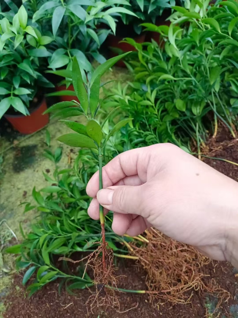 山东竹柏苗大量现货供应，规格齐全，可视频看货，货发全国