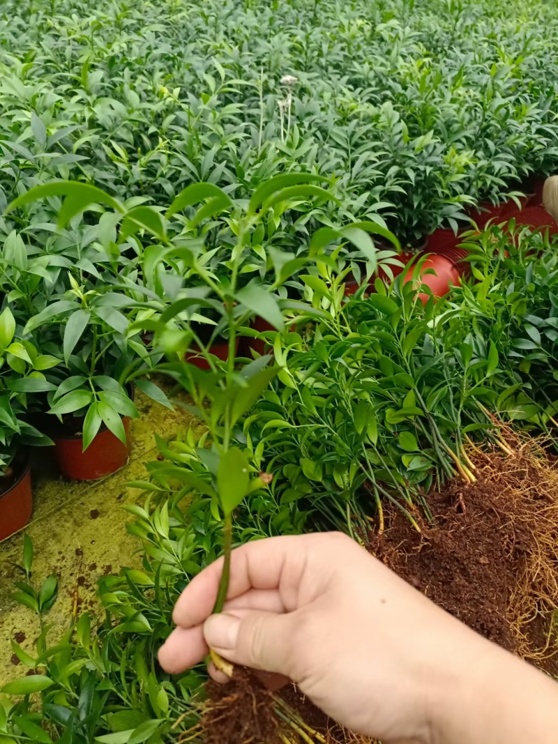 山东竹柏苗大量现货供应，规格齐全，可视频看货，货发全国