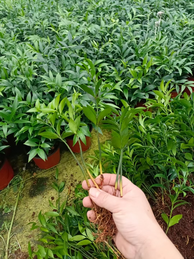 山东竹柏苗大量现货供应，规格齐全，可视频看货，货发全国