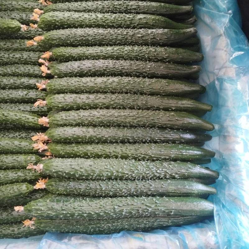 黄瓜大量供应，一手货源可以视频看货，量大优惠，欢迎合作