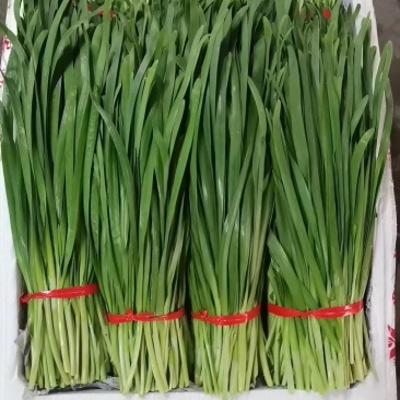 云南精品韭菜每天大量供应，欢迎老板前来采购