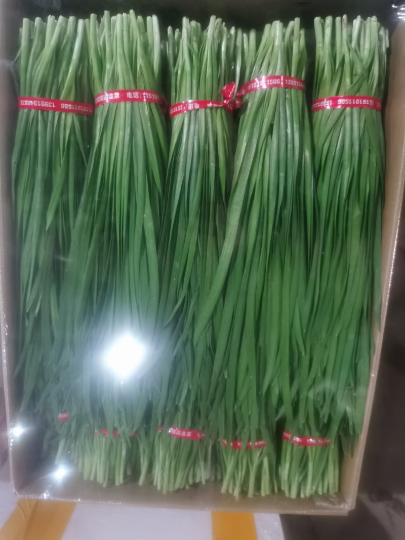 云南精品韭菜每天大量供应，欢迎老板前来采购