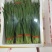 云南精品韭菜每天大量供应，欢迎老板前来采购