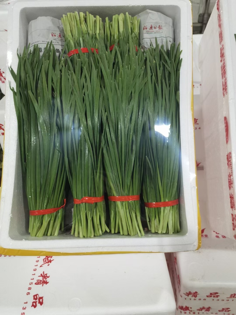 云南精品韭菜每天大量供应，欢迎老板前来采购