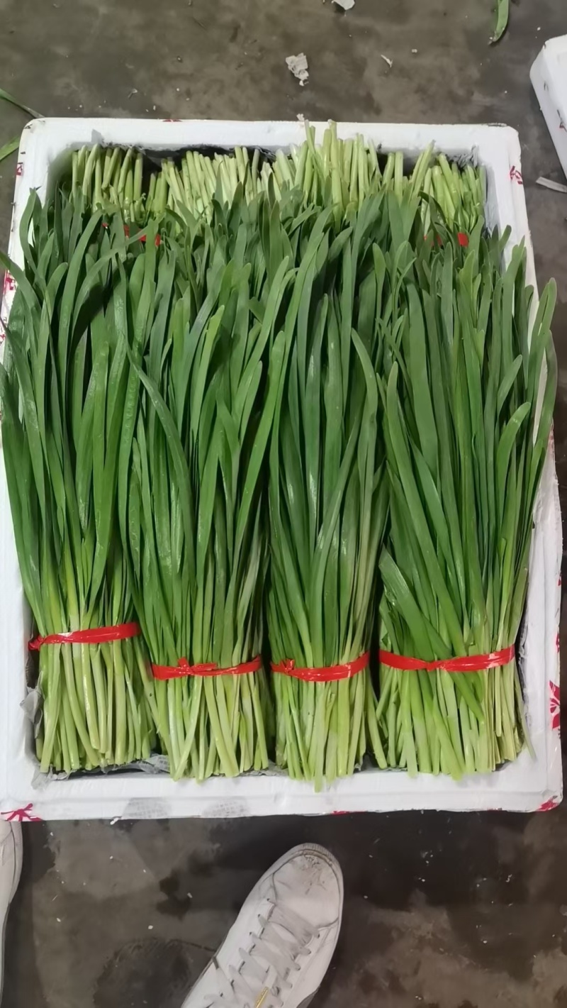 云南精品韭菜每天大量供应，欢迎老板前来采购