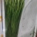 云南精品韭菜每天大量供应，欢迎老板前来采购