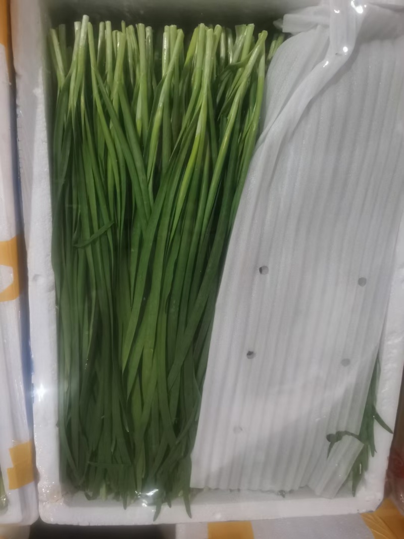 云南精品韭菜每天大量供应，欢迎老板前来采购