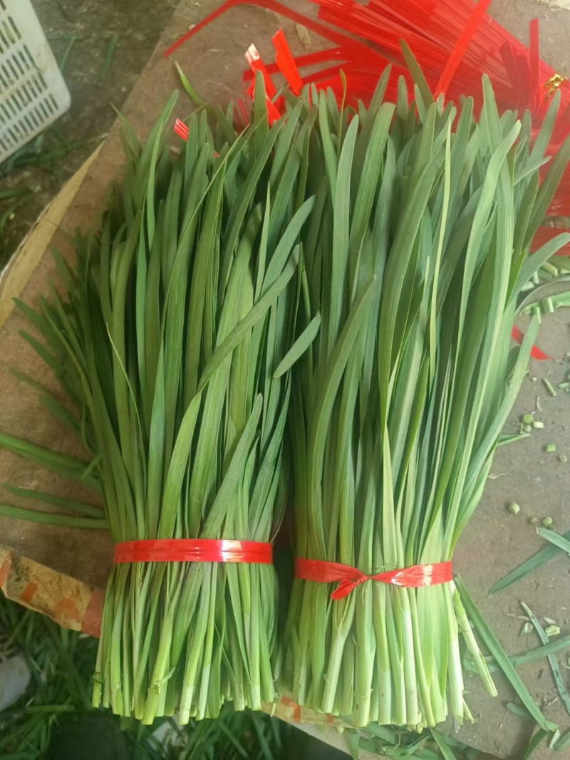 云南精品韭菜每天大量供应，欢迎老板前来采购