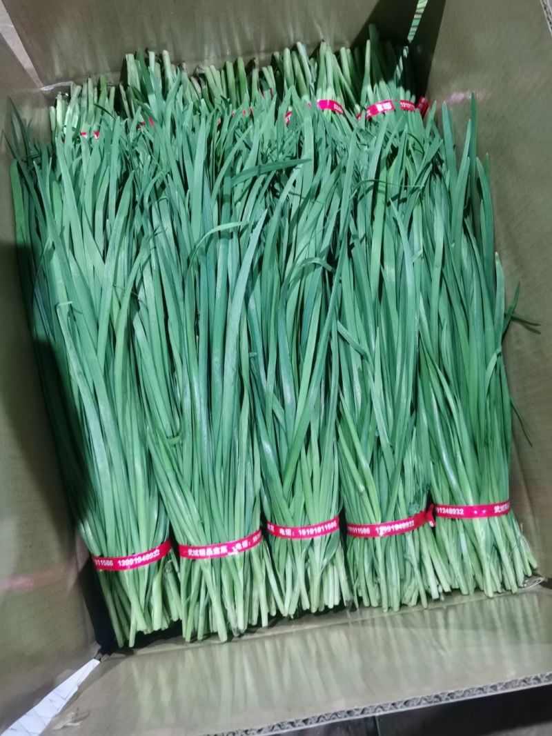 云南精品韭菜每天大量供应，欢迎老板前来采购