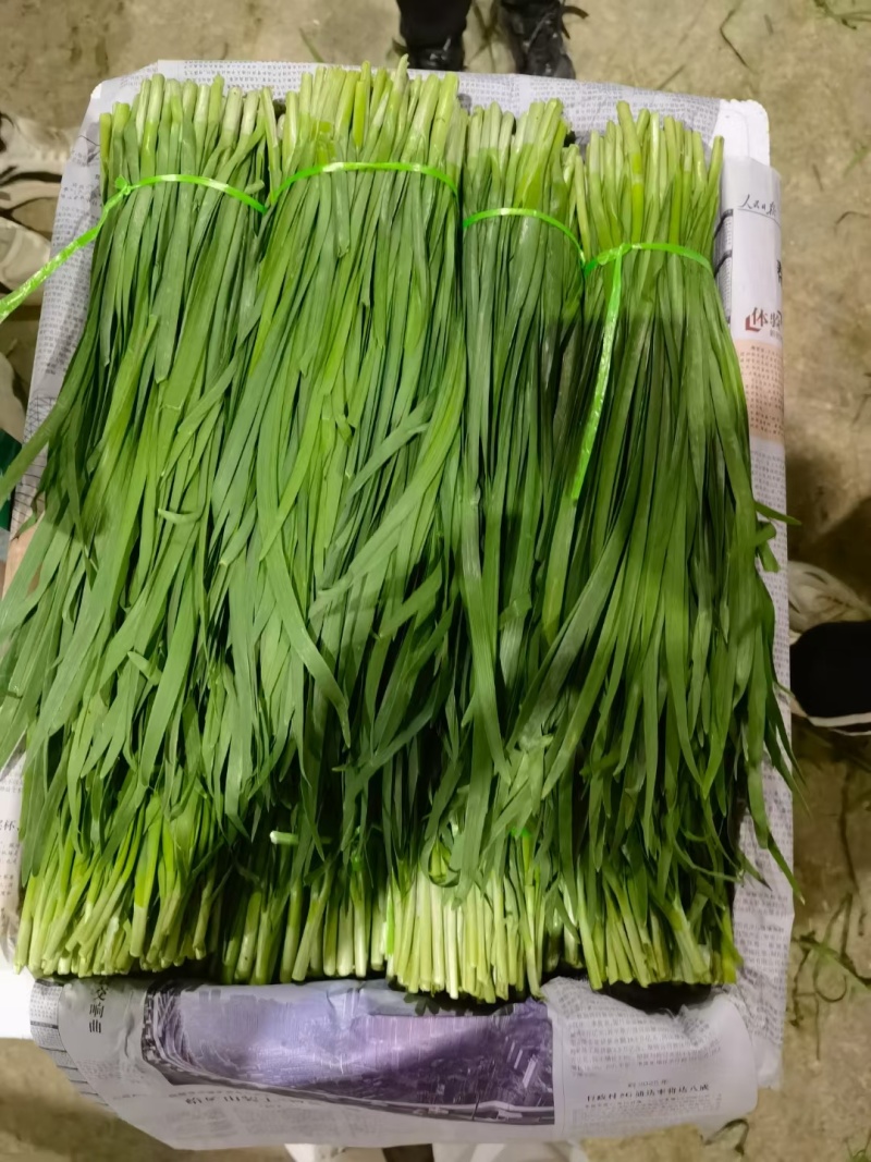 云南精品韭菜每天大量供应，欢迎老板前来采购