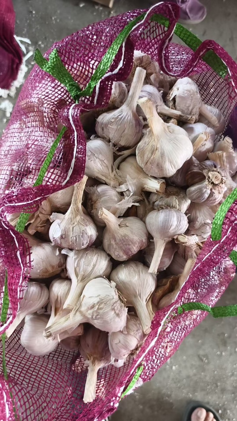 大蒜红皮川蒜规格齐全现货供应对接各地市场电商