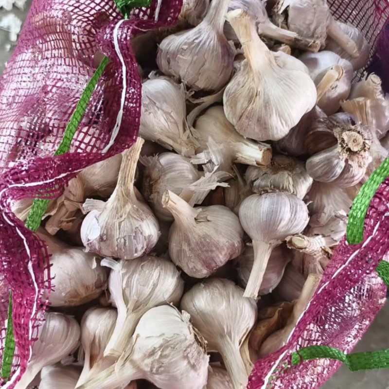 红皮川蒜山东红皮蒜大量供应货源充足欢迎来电咨询