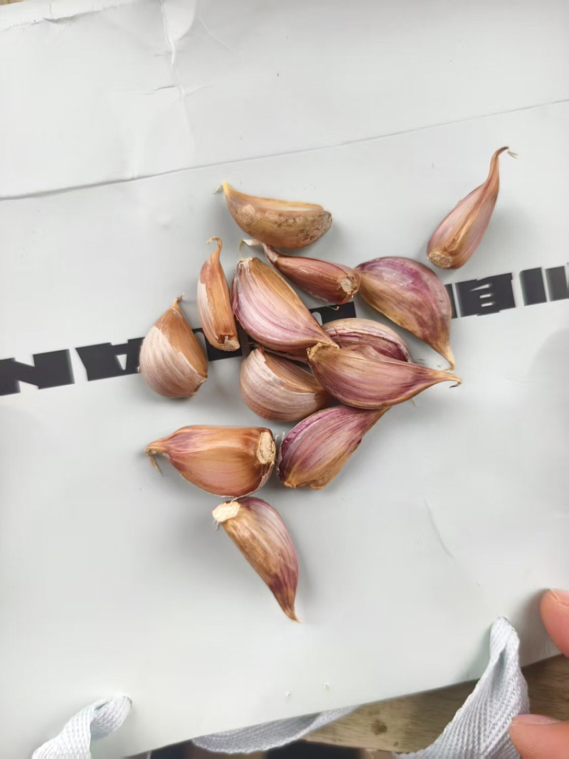 红皮川蒜山东红皮蒜大量供应货源充足欢迎来电咨询