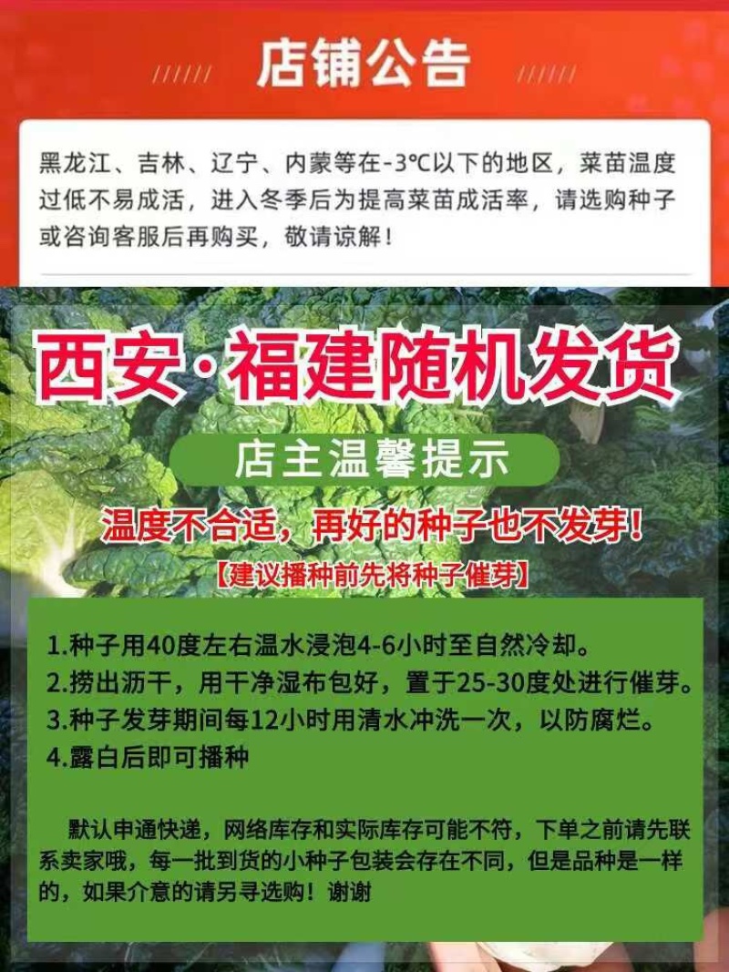 吉祥秋瓜旱黄瓜种子春秋旱黄瓜种籽四季播秋瓜耐热小黄瓜杂交