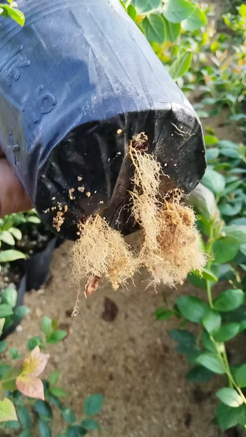 精品蓝莓苗，产地直供大量有货，成活率高可技术指导