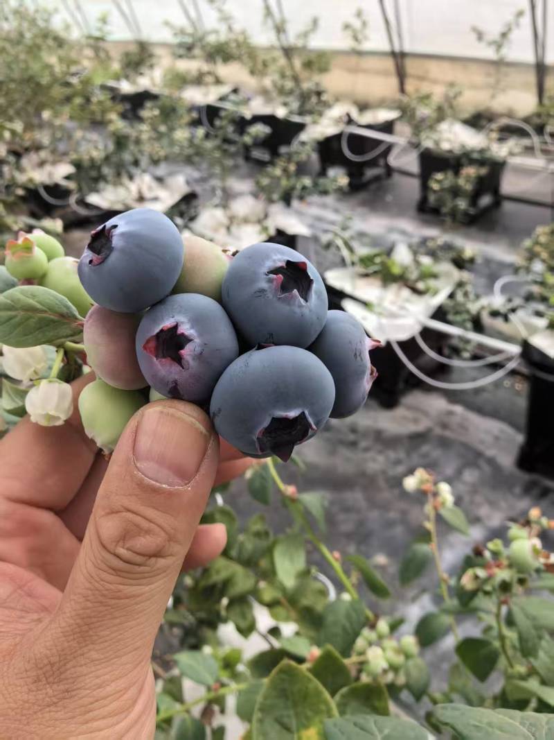 精品蓝莓苗，产地直供大量有货，成活率高可技术指导