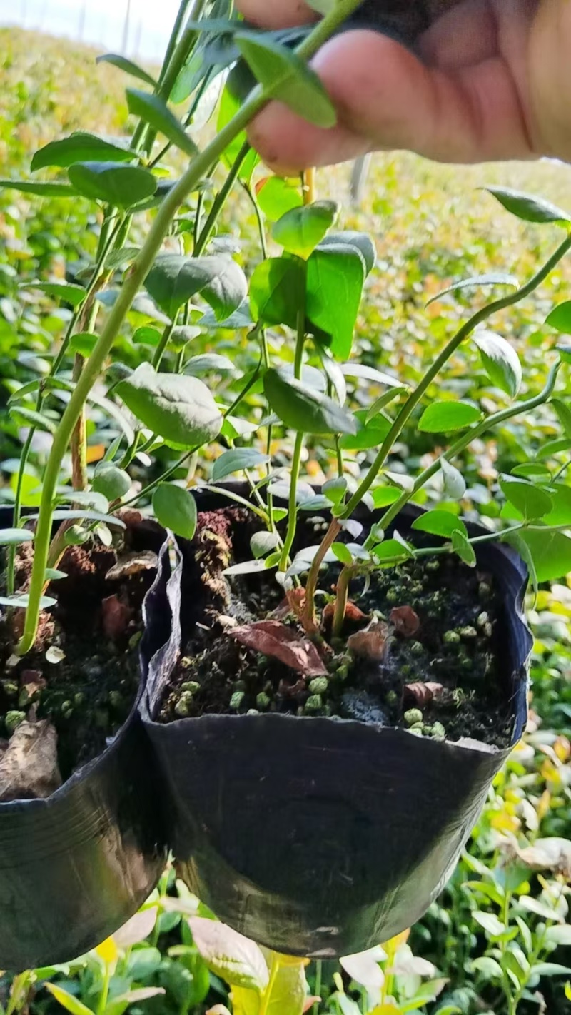 精品蓝莓苗，产地直供大量有货，成活率高可技术指导