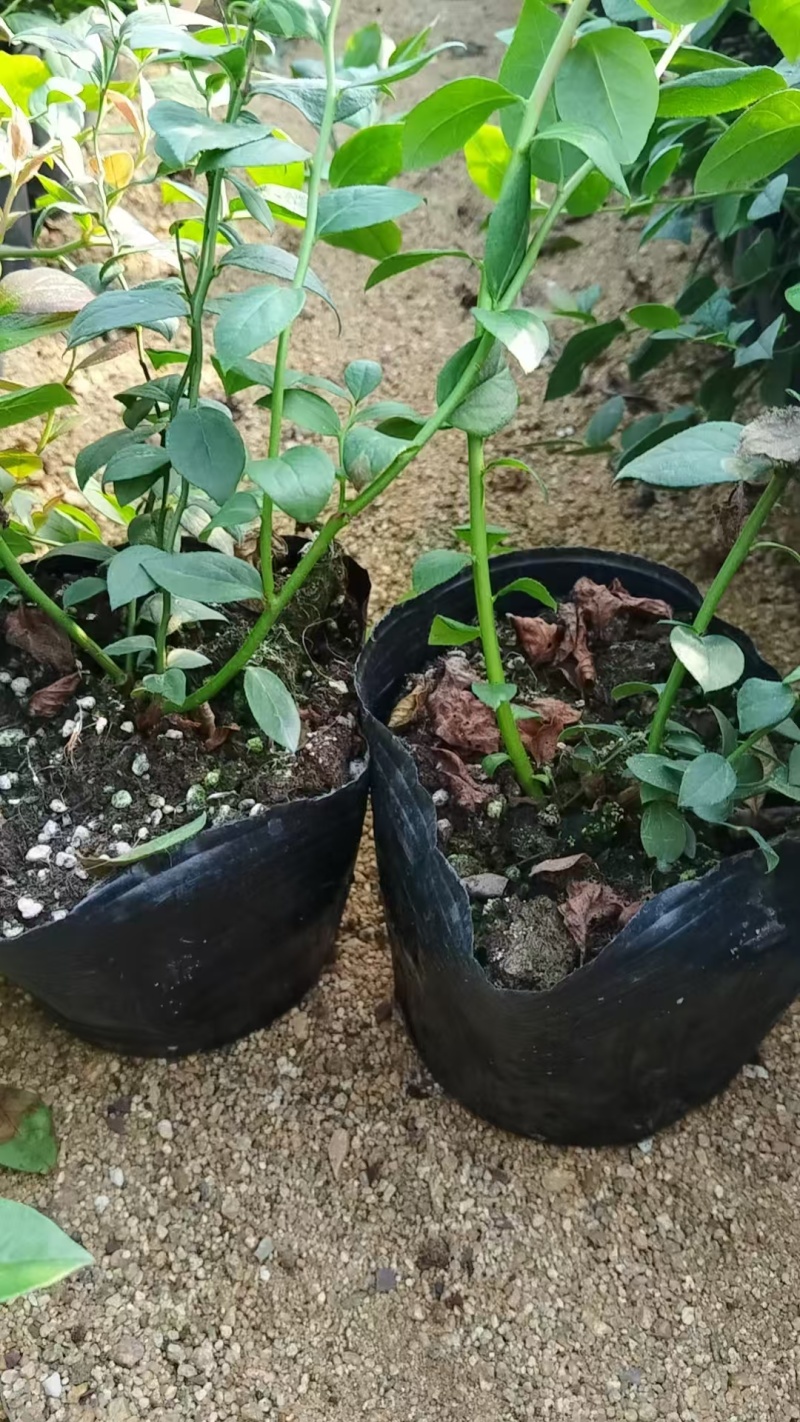 精品蓝莓苗，产地直供大量有货，成活率高可技术指导