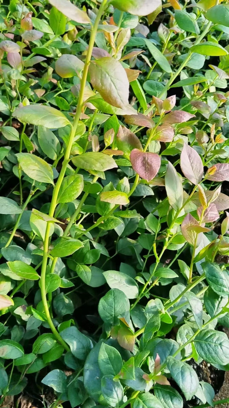 精品蓝莓苗，产地直供大量有货，成活率高可技术指导