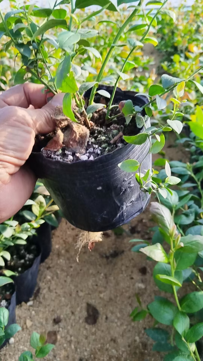 精品蓝莓苗，产地直供大量有货，成活率高可技术指导