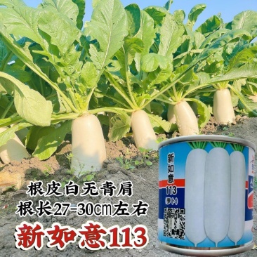 新如意113白萝卜种子根皮白不易糠心白萝卜籽种