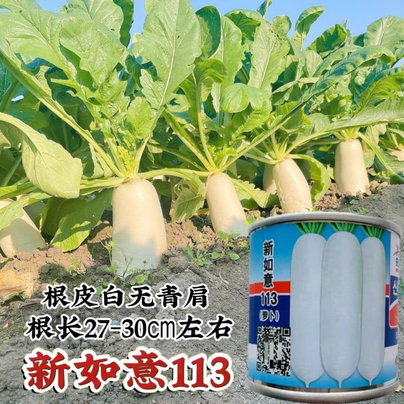 新如意113白萝卜种子根皮白不易糠心白萝卜籽种