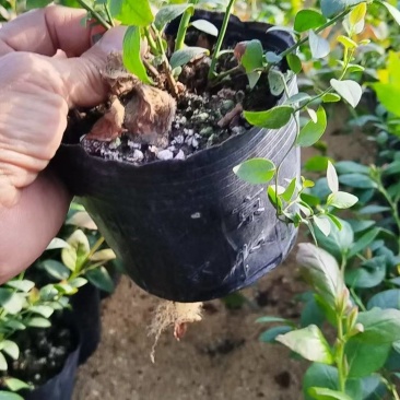 精品蓝莓苗，产地直供大量有货，成活率高可技术指导