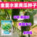 金童水果迷你黄瓜种子光滑无刺脆甜多汁早熟春秋种植