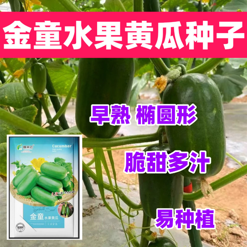 金童水果迷你黄瓜种子光滑无刺脆甜多汁早熟春秋种植