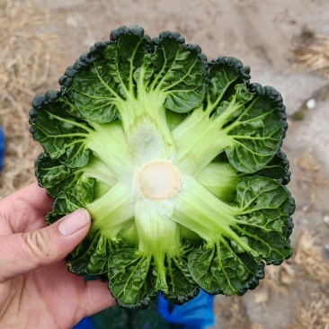 精品塔菜