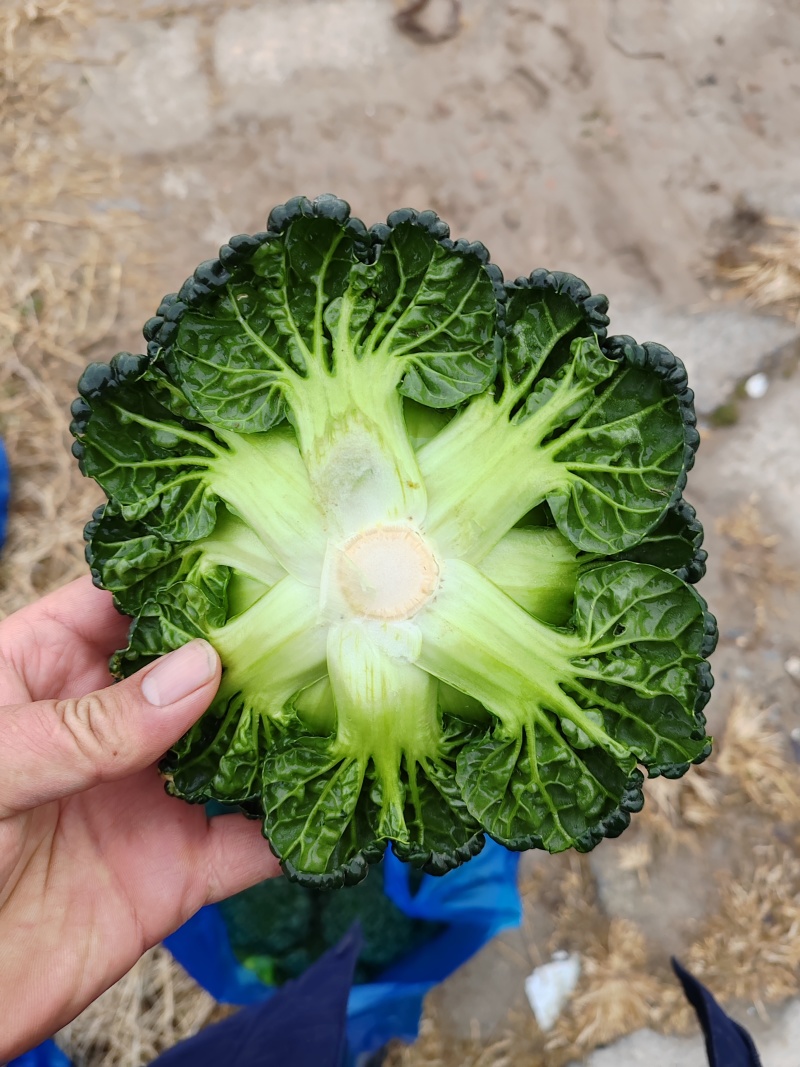 精品塔菜