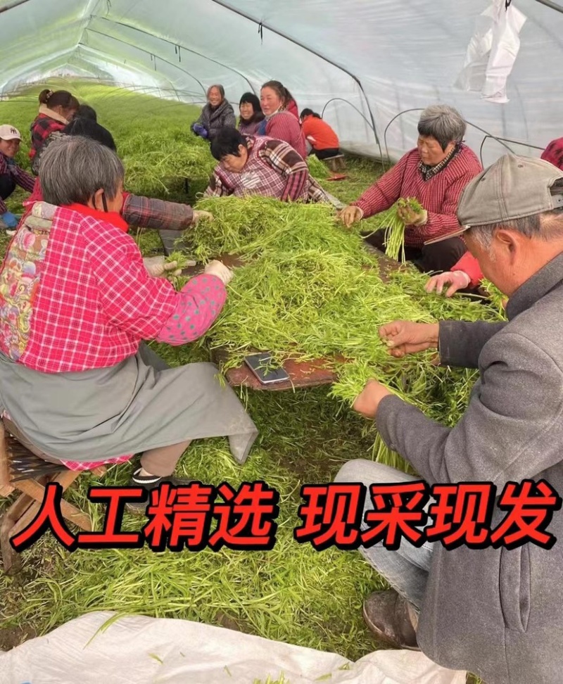 常年供应芦蒿