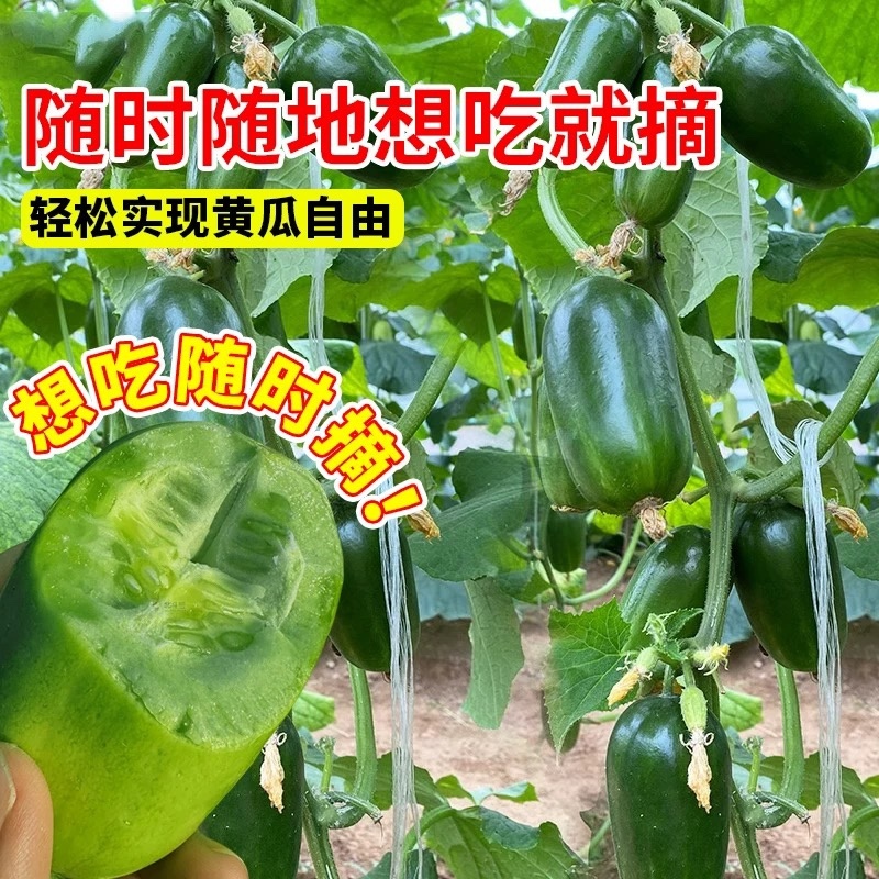 金童水果迷你黄瓜种子光滑无刺脆甜多汁早熟春秋种植