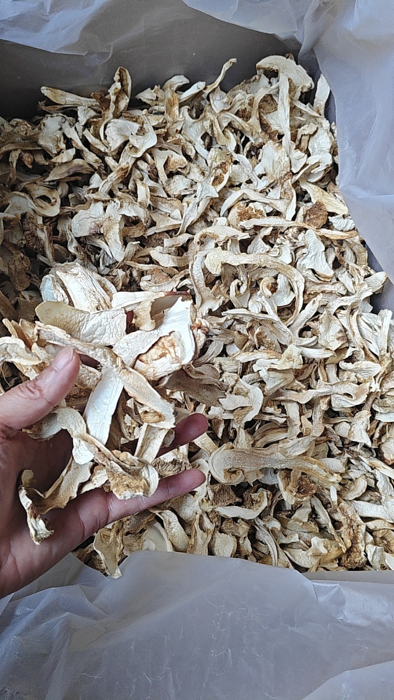精品云南松茸干片货源充足对接各种商超市场