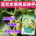 玉女水果迷你黄瓜种子早熟节间短脆甜多汁春秋种植