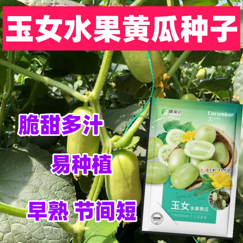 玉女水果迷你黄瓜种子早熟节间短脆甜多汁春秋种植