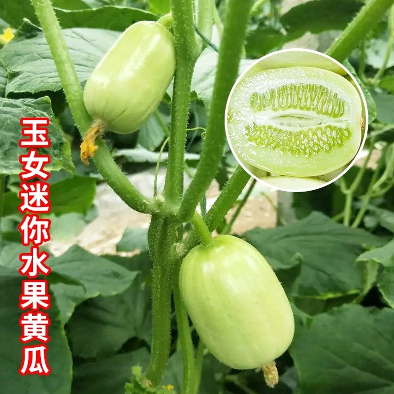 玉女水果迷你黄瓜种子早熟节间短脆甜多汁春秋种植