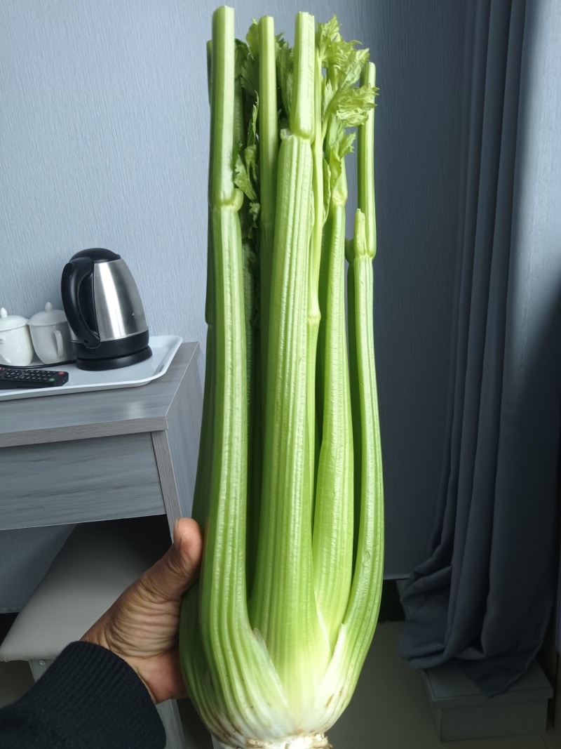 沈阳精品西芹常年大量供应，产地直发，一手货源